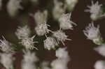 White snakeroot